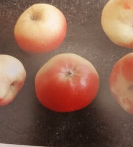 Pommier A Côtes