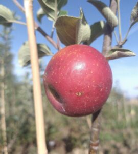 Pommier Akane