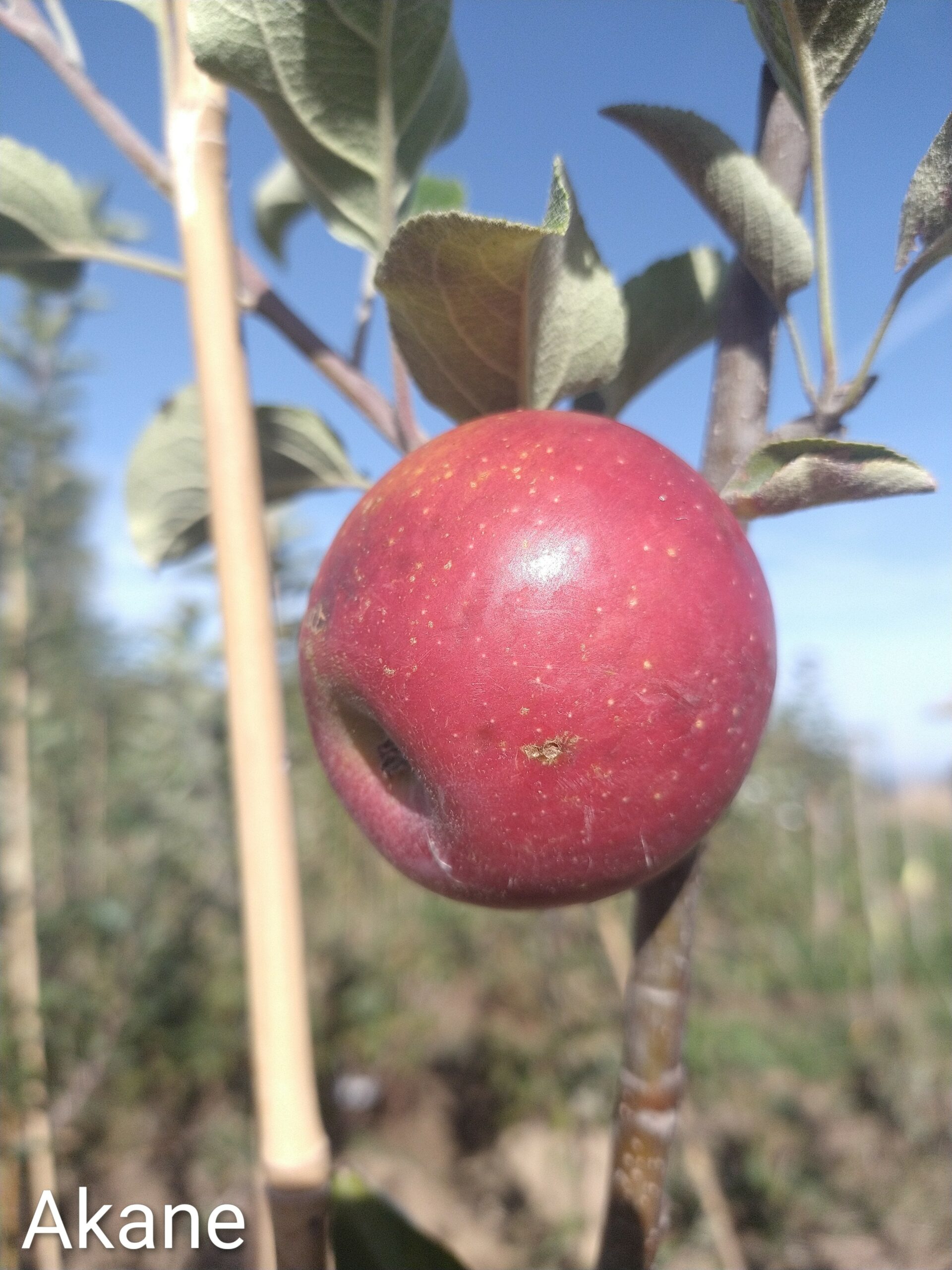 Pommier Akane
