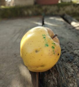 Pommier Belle Fleur Jaune