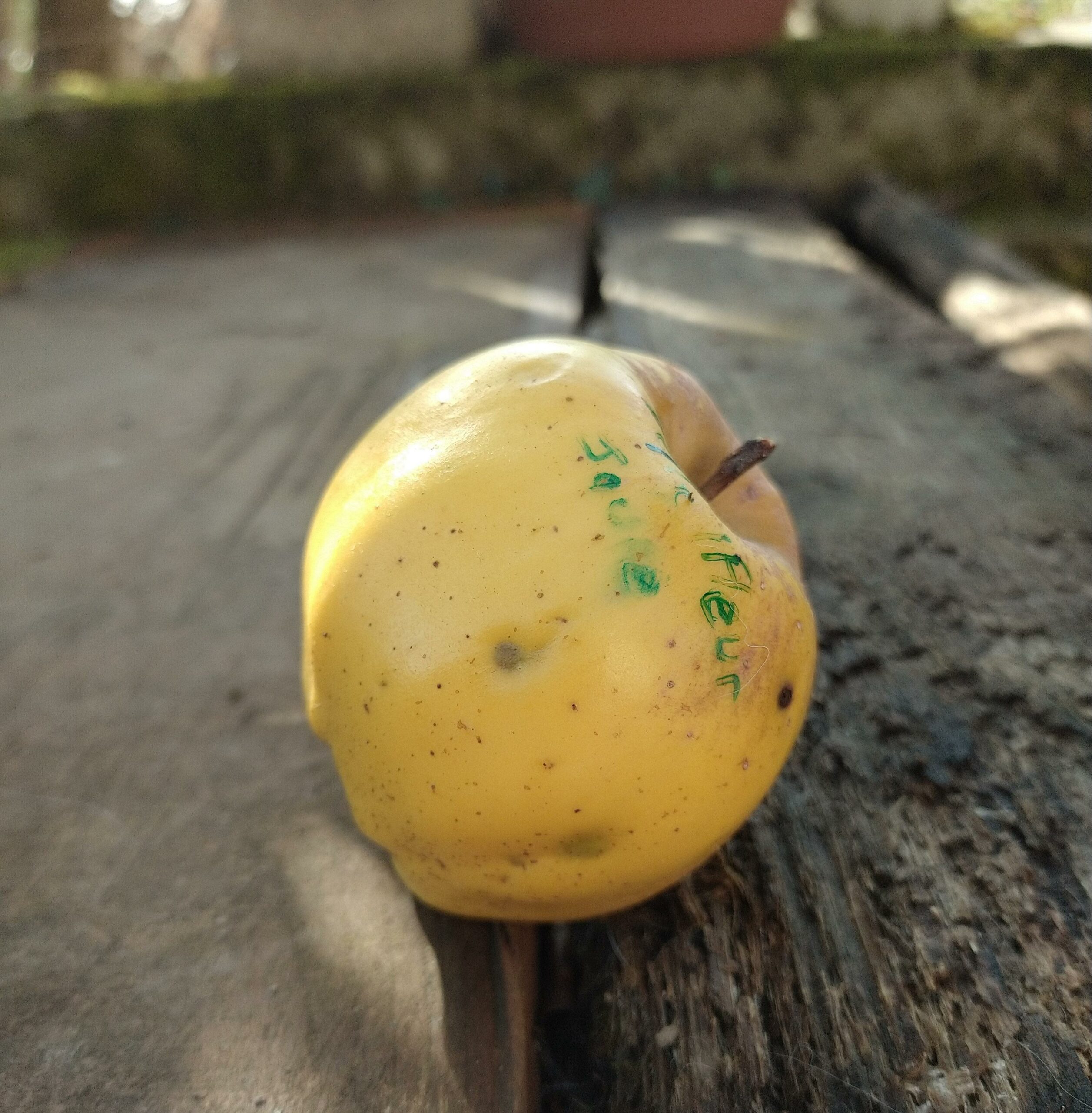 Pommier Belle Fleur Jaune