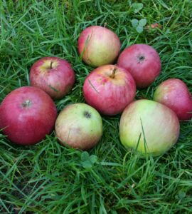 Pommier Court Pendu Rouge