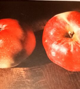 Pommier Calville Rouge du Mont d'Or
