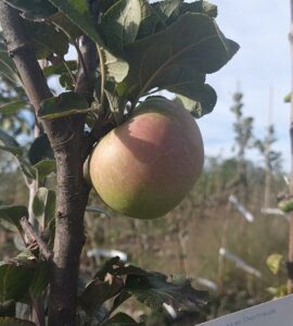 Pommier Champ Gaillard