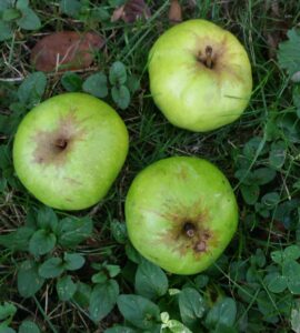 Pommier Cusset