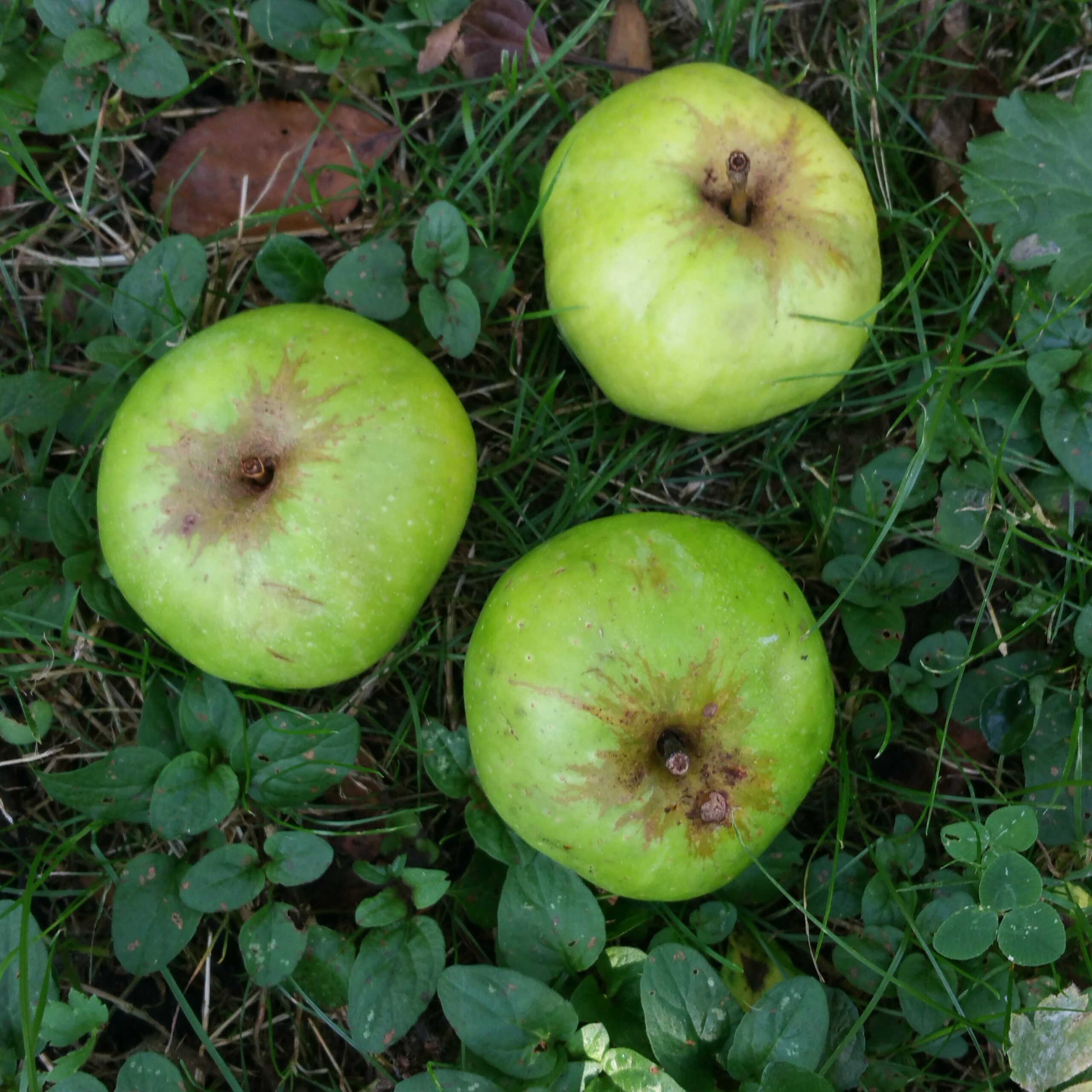 Pommier Cusset