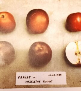 Pommier Fraise