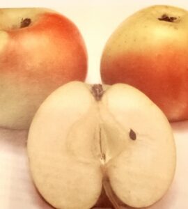 Pommier Galantine