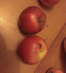 Pommier Plate de Nances