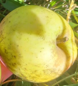 Pommier Reinette du Mans
