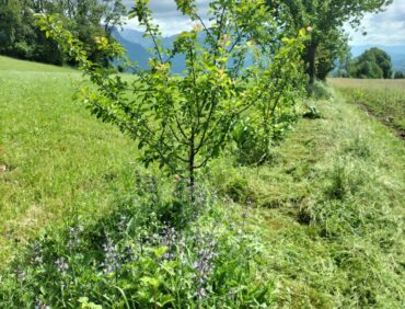 Concevoir, planter et entretenir une haie