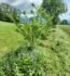 Concevoir, planter et entretenir une haie