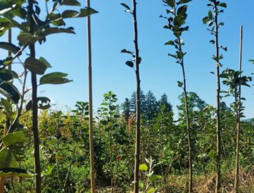 A quel âge planter un arbre ?