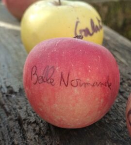 Pommier Belle Normande