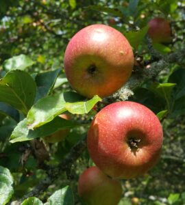 Pommier Cabassou