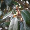 Eleagnus ebbingei – Image 2