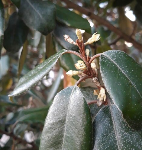 Eleagnus ebbingei – Image 2