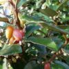 Eleagnus ebbingei