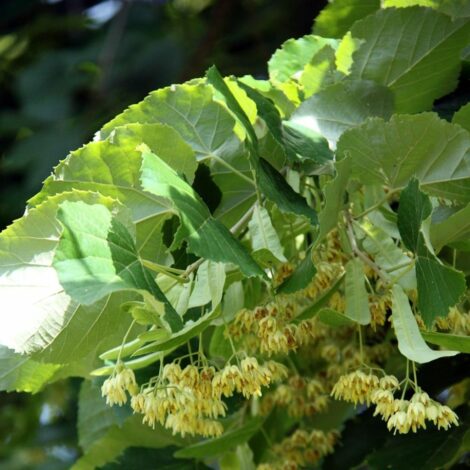 Tilleul à grandes feuilles