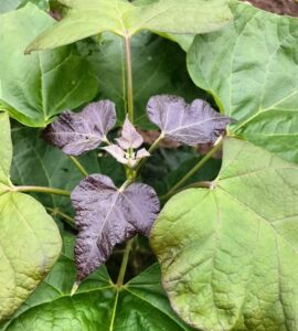 Catalpa