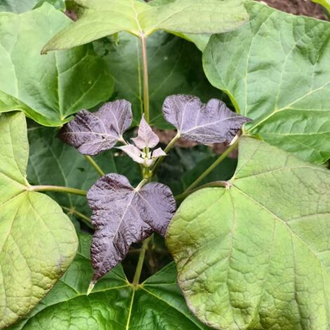 Catalpa