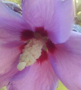 Hibiscus Syriacus - Althéa