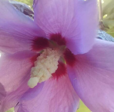 Hibiscus Syriacus - Althéa