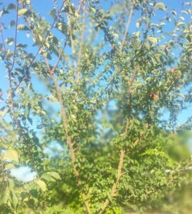 Prunellier
