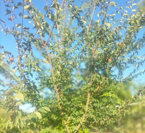 Prunellier