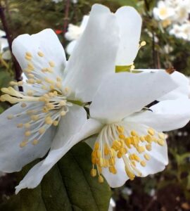 Jasmin des Poètes - Seringat