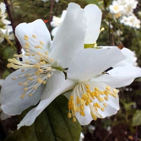Jasmin des Poètes - Seringat