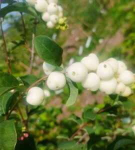 Symphorine - Arbre aux Perles