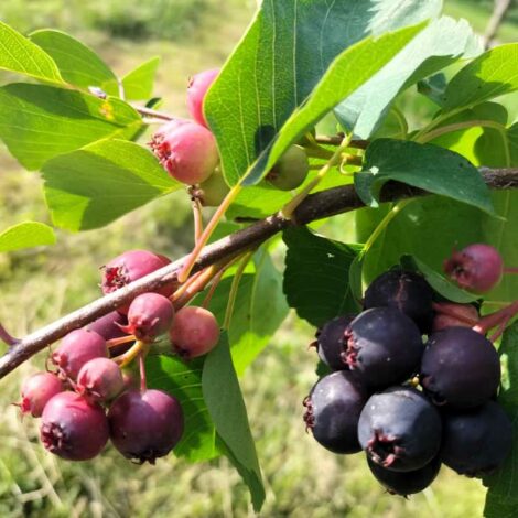 Amélanchier Honeywood