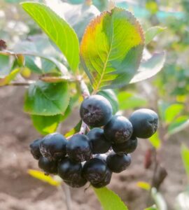 Aronia melanocarpa