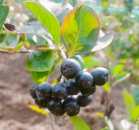 Aronia melanocarpa