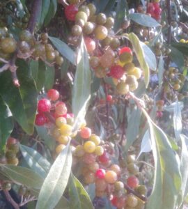 Chalef d'Automne - Pointilla Amoroso
