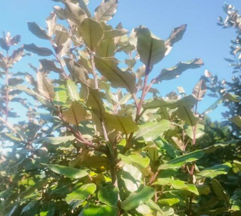 Eleagnus ebbingei