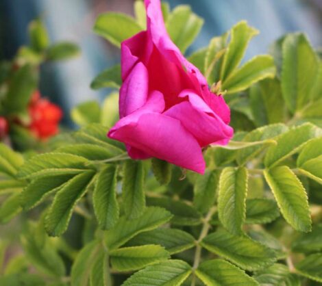 Rosier Rugueux rose