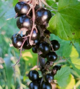 Cassis des Bois