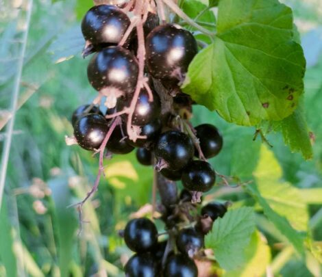 Cassis des Bois