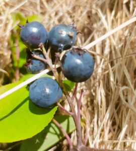 Myrtille GoldTruabe