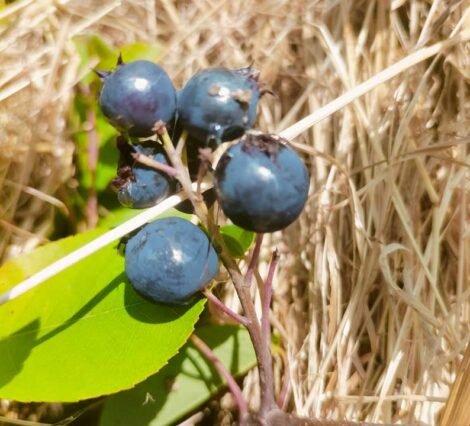 Myrtille GoldTruabe