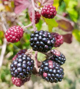 Ronce Fruitière de la ferme