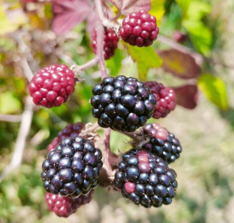 Ronce Fruitière de la ferme
