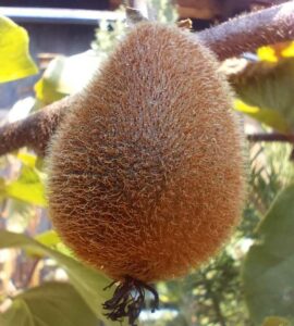 Kiwi femelle Hayward