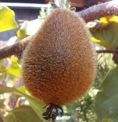 Kiwi femelle Hayward