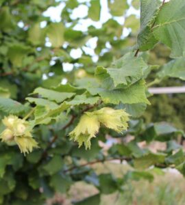 Noisetier Merveille de Bolwiller