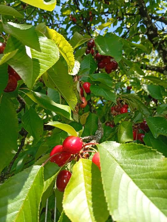 Bigarreau Hedelfingen