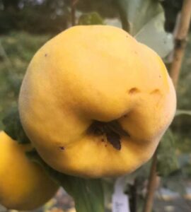Coing Aromatnaya