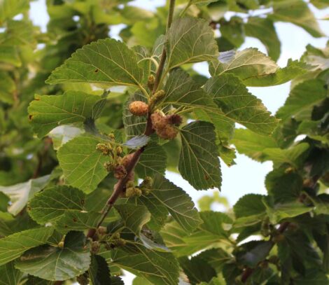 Mûrier Fruits Blancs